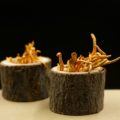 15 zázračných účinků houby cordyceps (Housenice čínská): Prodlouží vám život?