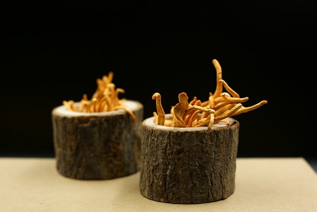 15 zázračných účinků houby cordyceps (Housenice čínská): Prodlouží vám život?
