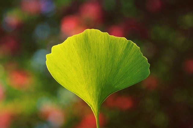 ginko biloba jako nootropika