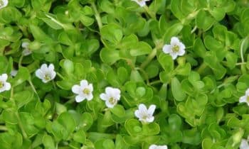 Brahmi (bakopa drobnolistá): 5 účinků posilovače mozku