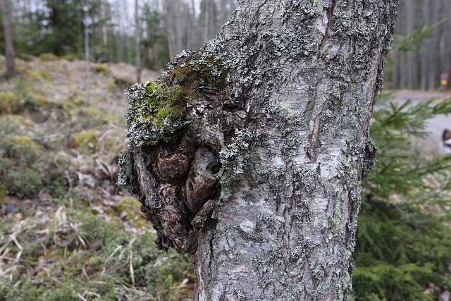 Chaga na kmenu