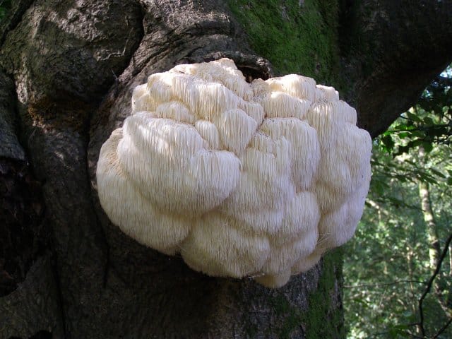 Hericium