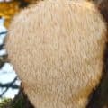 Hericium: 8 účinků vzácné houby jménem korálovec ježatý
