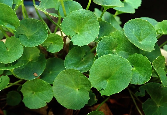 gotu kola centella asiatica